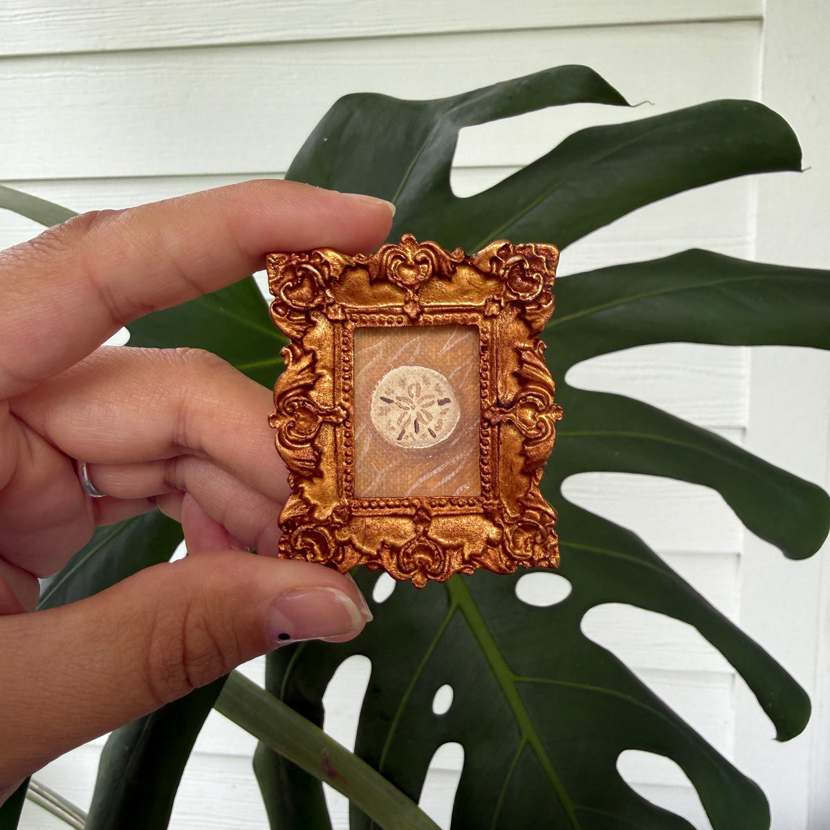 Mini Magnet "Sand Dollar In Color"